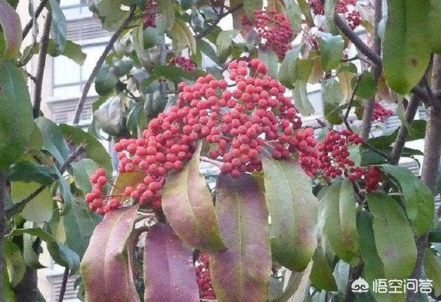 石楠花的味道是什么梗,为什么有许多学校要种植石楠花？