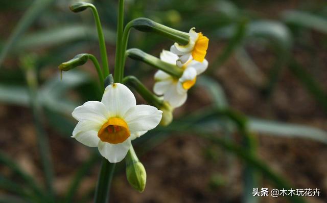 水仙花的种植步骤5步,怎么让水仙花开的时间长？