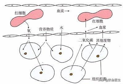 缺vc会有什么症状,人体缺乏维生素C会怎么样？