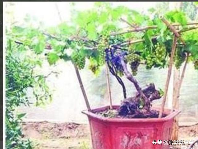 葡萄种植方法,怎么种葡萄(种子繁殖)？