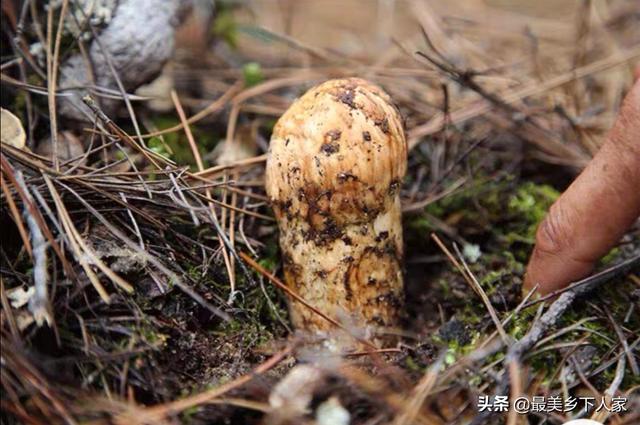 云南野生菌,云南野生菌，该怎么销售出去？