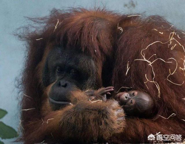 繁衍后代,为什么人一定要繁衍后代？