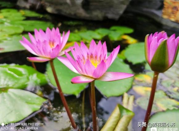 水缸里如何种植睡莲,在水缸里养睡莲有什么技巧？