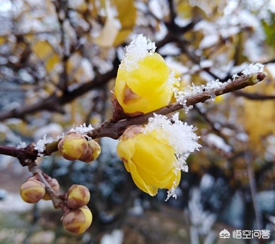 冬天常见的花,冬天除了梅花还有些什么花开？