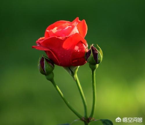 看图识别植物,认识花草最好的软件是哪一款？