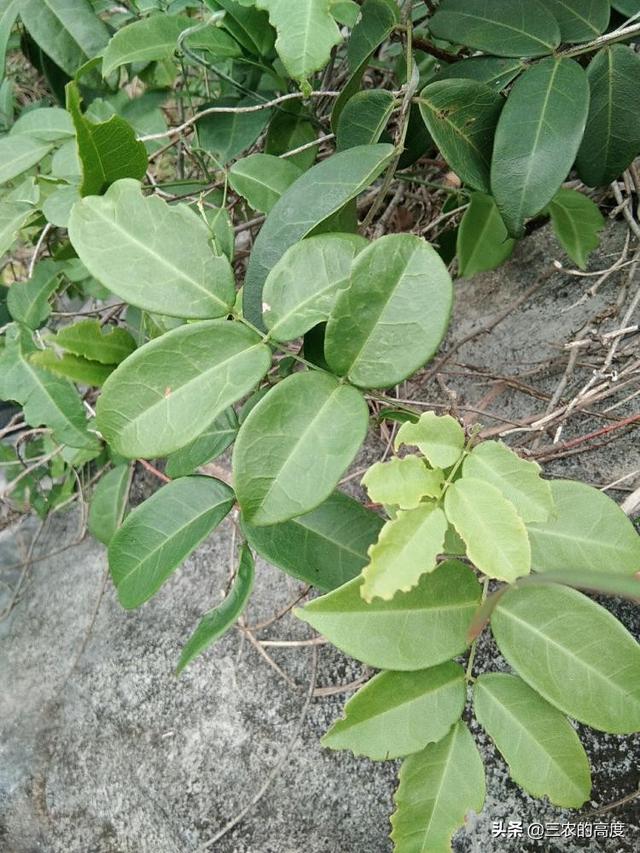 牛大力的功效,野生和种植牛大力效果一样吗？