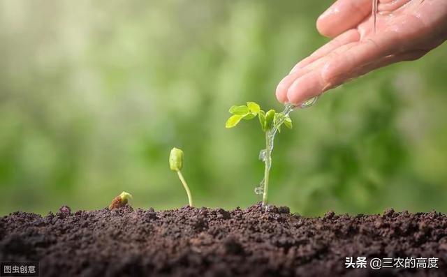 牛大力的功效,野生和种植牛大力效果一样吗？