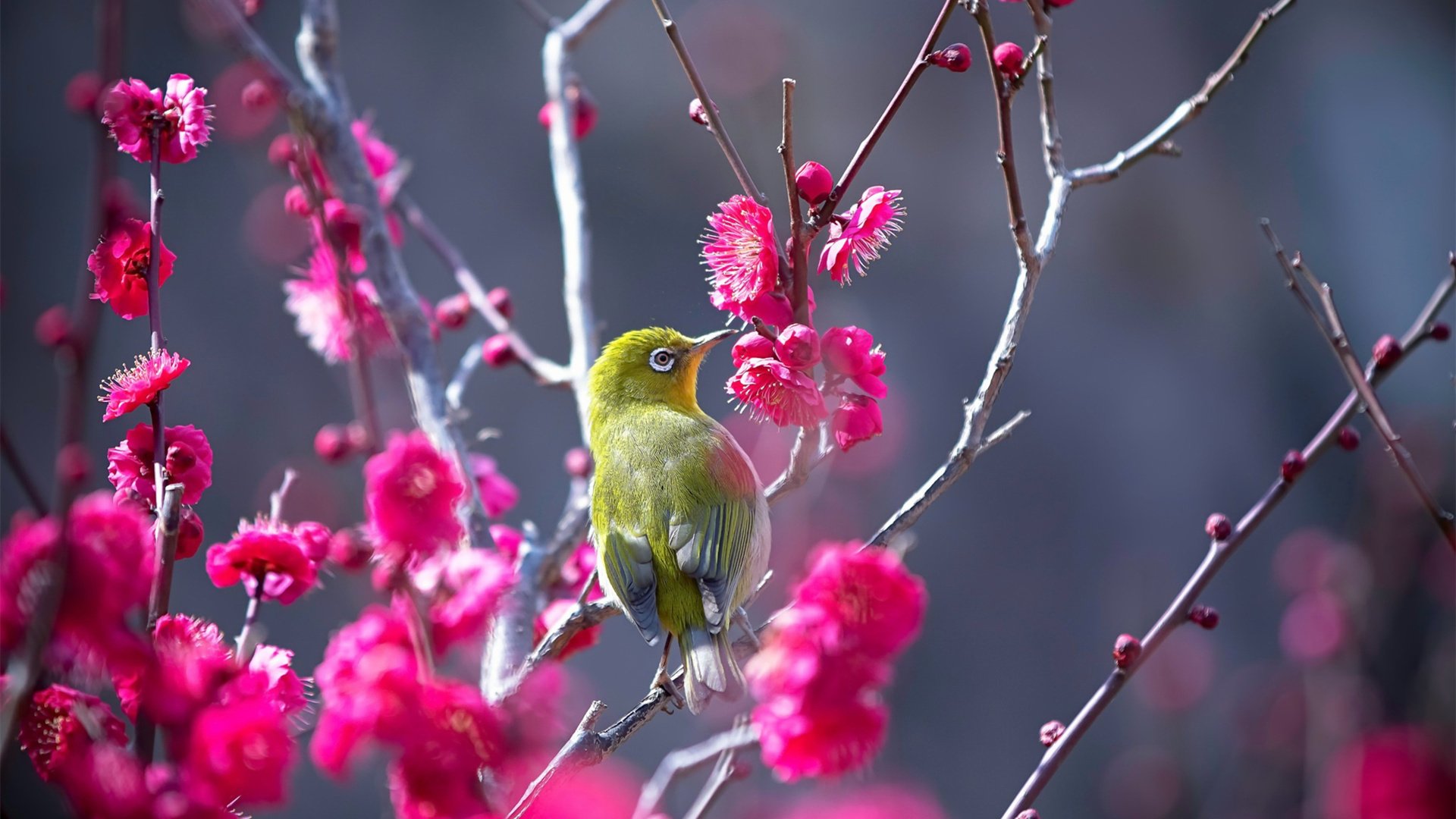 关于春节的古诗词,5首关于春节、元宵节的古诗词？插图