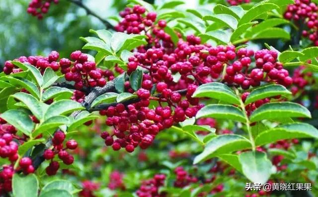 花椒的害处,广东能种花椒吗？要注意什么？