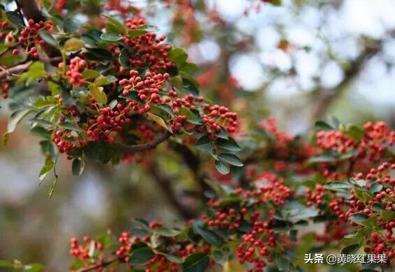 花椒的害处,广东能种花椒吗？要注意什么？