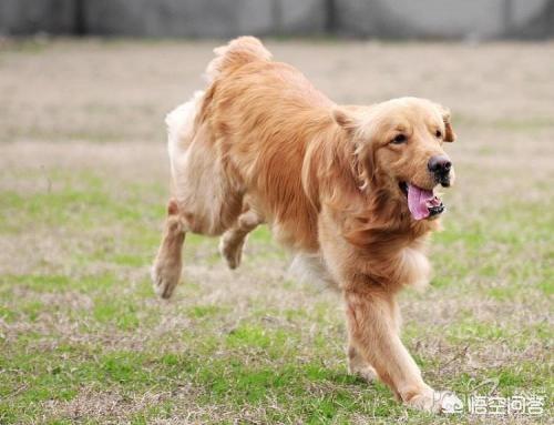 金毛犬喂养方法,金毛在饮食上有什么需要注意？