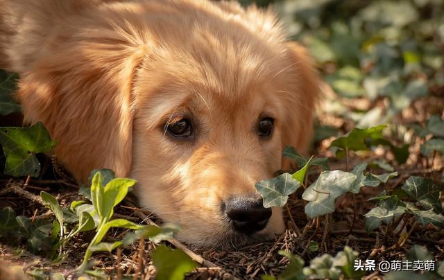 金毛犬喂养方法,金毛在饮食上有什么需要注意？