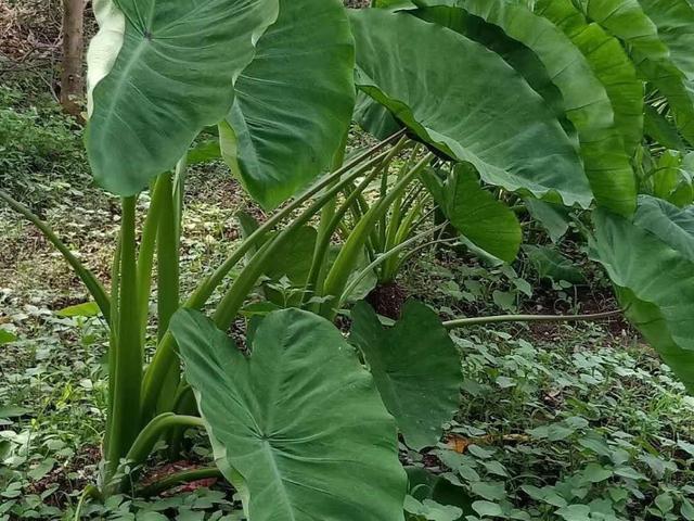 荔浦芋头,种植荔浦芋应该如何管理？