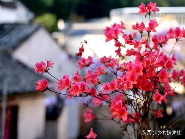 映山红是什么花,映山红盆景一年可换盆吗？