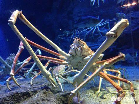 海洋中最多的生物是,世界上最大的海洋生物是什么？