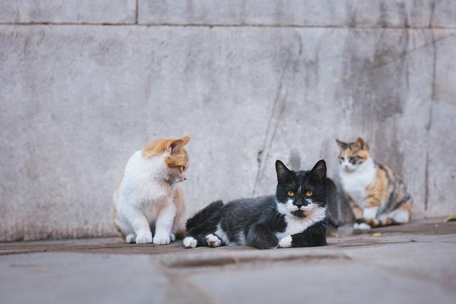 御猫,故宫里有很多猫吗，平时在哪里？