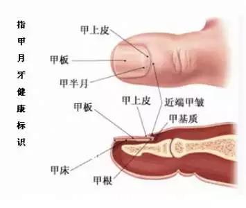 月牙白,手指没有月牙白该怎么办？