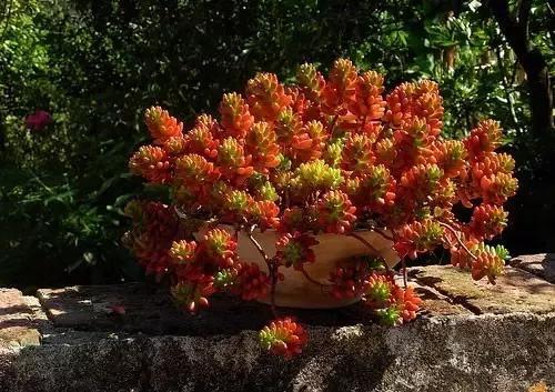 多肉植物怎么种植教程,平时怎样种植多肉才能爆盆？