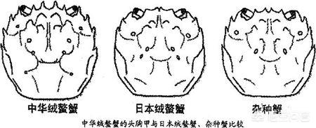 豆蟹,就问一句：大闸蟹为啥那么香？