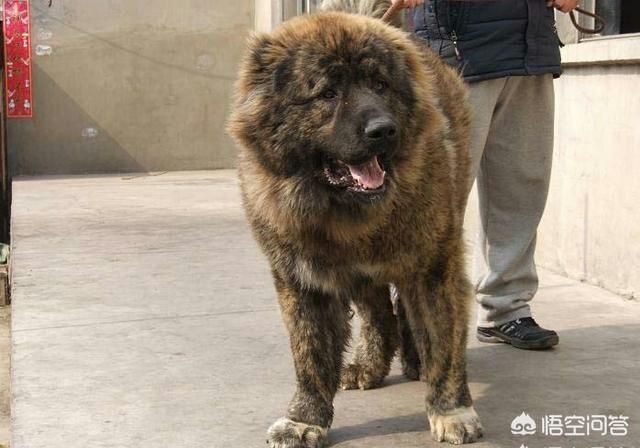 巴西非勒,世界十大猛犬是哪些猛犬？