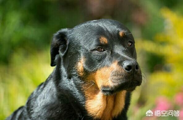 巴西非勒,世界十大猛犬是哪些猛犬？