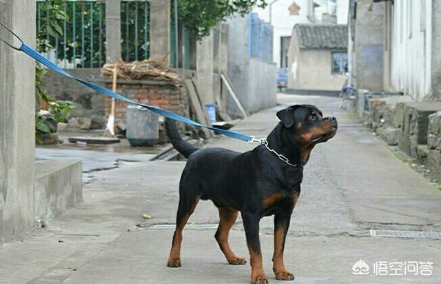 巴西非勒,世界十大猛犬是哪些猛犬？