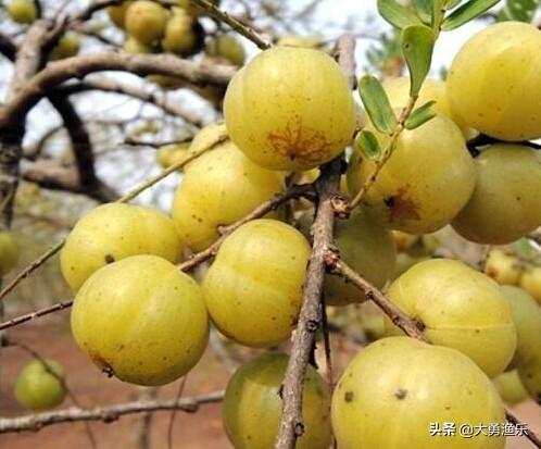 牛甘果,余甘果应该怎么样种植好？