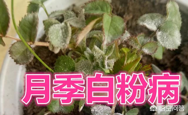 月季白粉病,月季花得了白粉病，应该怎么办？