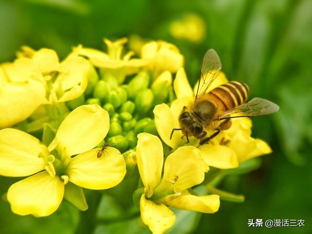 油菜花介绍,我国有哪些有名的油菜花观赏地？