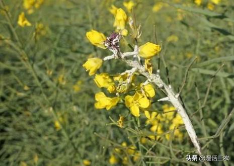 油菜花介绍,我国有哪些有名的油菜花观赏地？