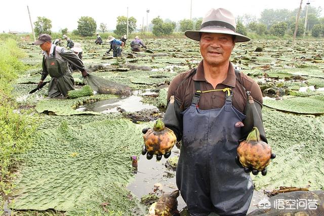 芡实是什么,芡实是什么植物？如何种植它？