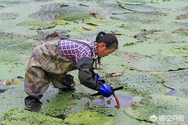 芡实是什么,芡实是什么植物？如何种植它？