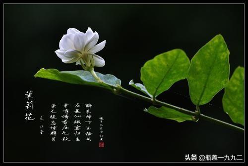 茉莉花长什么样子,茉莉为什么不开花？缺什么养料？