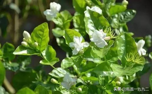 茉莉花长什么样子,茉莉为什么不开花？缺什么养料？