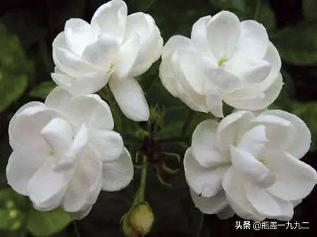 茉莉花长什么样子,茉莉为什么不开花？缺什么养料？