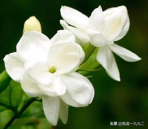 茉莉花长什么样子,茉莉为什么不开花？缺什么养料？