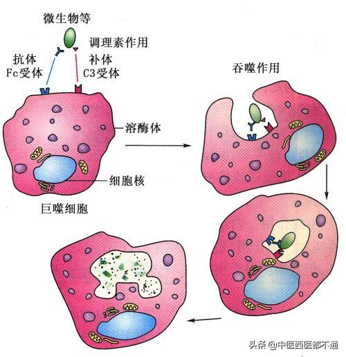 伤口发炎流脓怎么办,伤口化脓了怎么才能好得快？