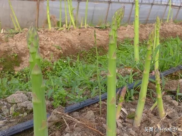 干黄花菜炒肉,黄花菜炒肉丝的做法是什么？