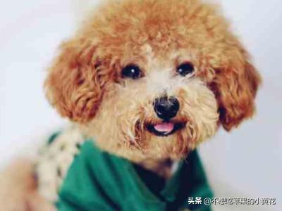 宠物犬智商排名,如何知道狗狗智商的排名？