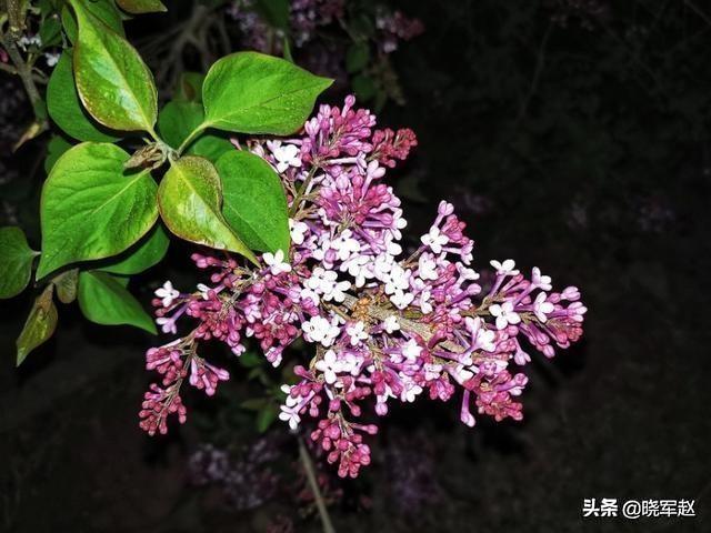 夏天有哪些花开,夏天有什么值得拍摄的奇花奇卉？