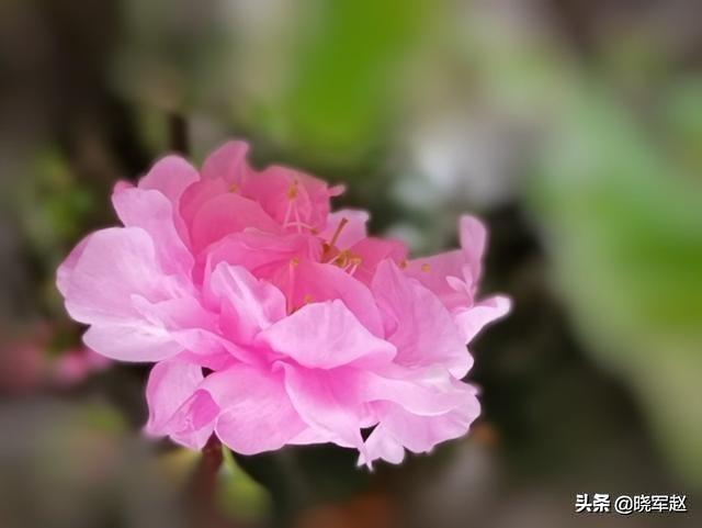 夏天有哪些花开,夏天有什么值得拍摄的奇花奇卉？