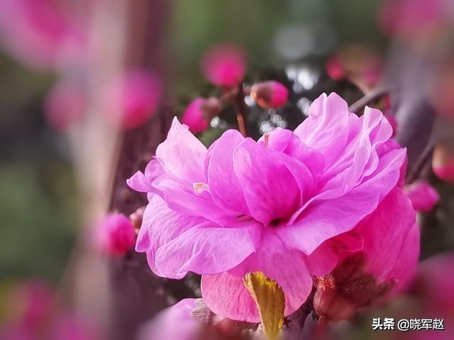 夏天有哪些花开,夏天有什么值得拍摄的奇花奇卉？