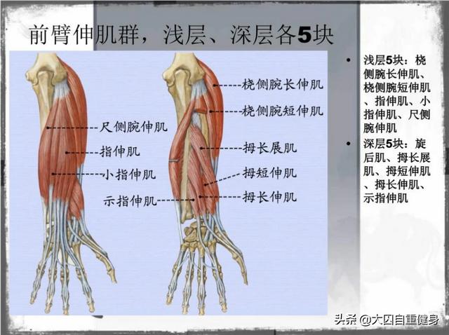 腕力球锻炼方法图解,握力练上去后，腕力也会变强吗？