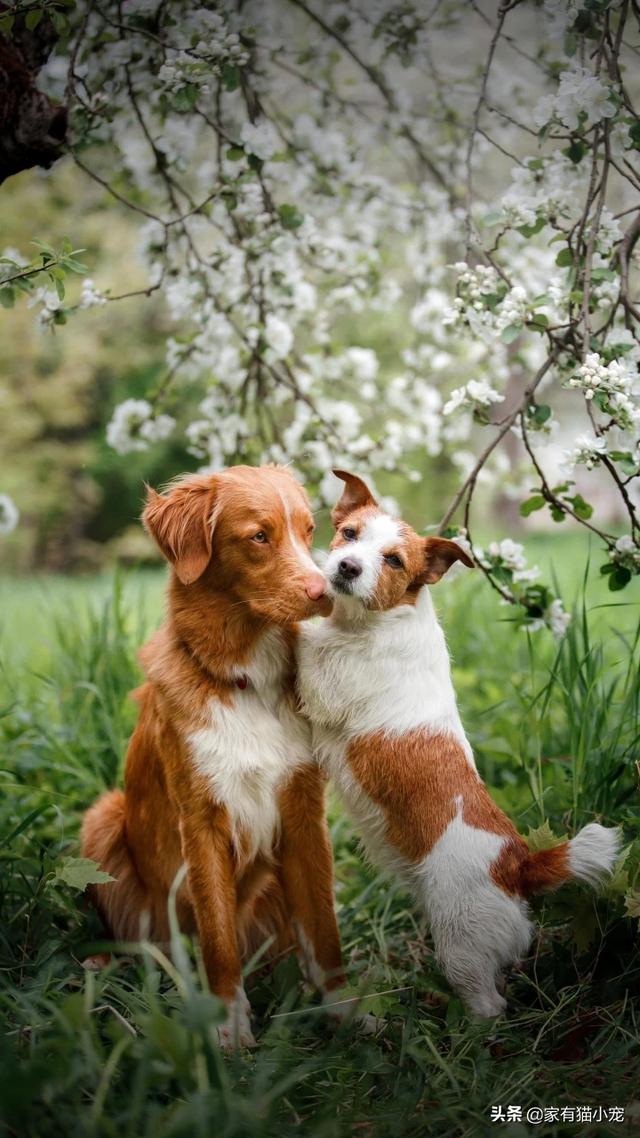 秋田犬和柴犬哪个贵,秋田犬和柴犬的区别有哪些？