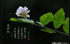 茉莉花长什么样子,茉莉为什么不开花？缺什么养料？