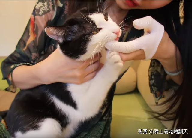 怎么给猫咪刷牙,有没有好用靠谱的猫咪牙膏推荐？