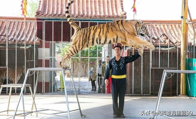 驼铃梦坡,石河子是一座怎样的的城市？