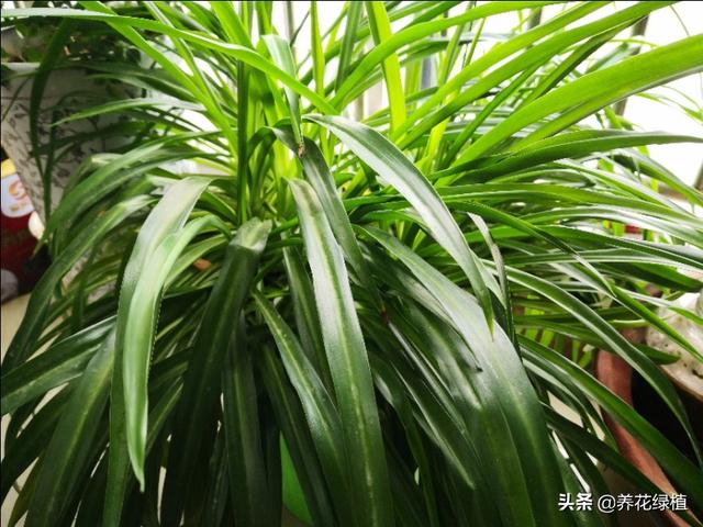 绿萝能除甲醛吗,绿植真的可以彻底去除甲醛吗？