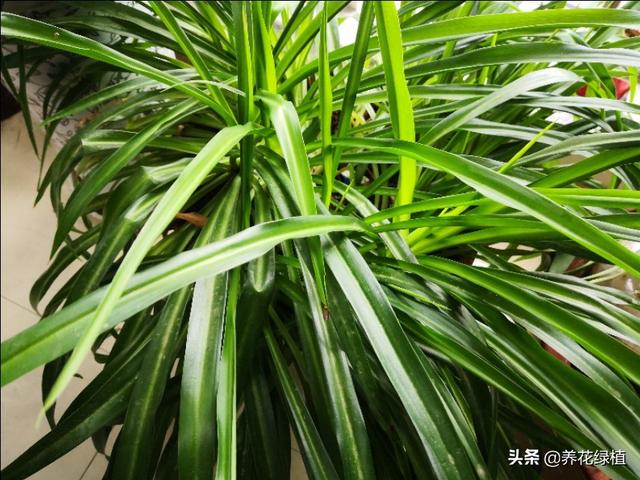 绿萝能除甲醛吗,绿植真的可以彻底去除甲醛吗？