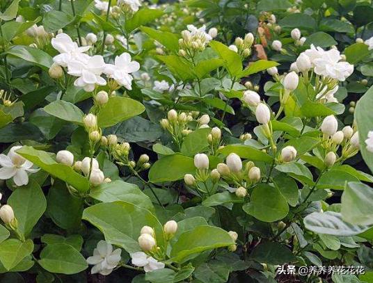 茉莉花长什么样子,茉莉花不开花是什么原因？